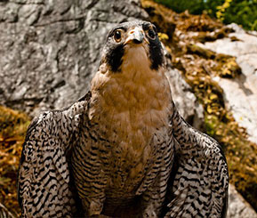 A brown and black spotted falcon sitting on a rock looking up
