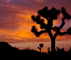 Image of a joshua tree at sunset